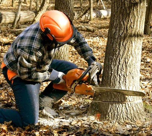 Tree Removal in Bourbon, IN